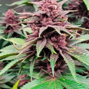Насіння коноплі Tropicanna Poison Feminised Silver - 500 шт